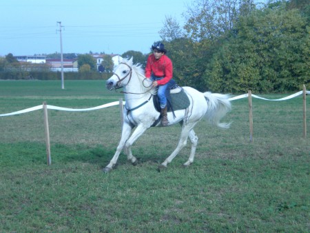 Koraj